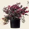 Loropetalum chinense 'Black Pearl' - XL