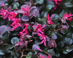 Loropetalum chinense 'Black Pearl' - XL