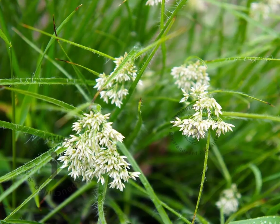 Luzula nivea