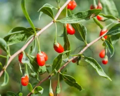 Lycium barbarum