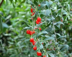 Lycium barbarum 'Instant Succes'