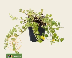 Lysimachia nummularia