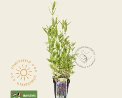 Lythrum salicaria