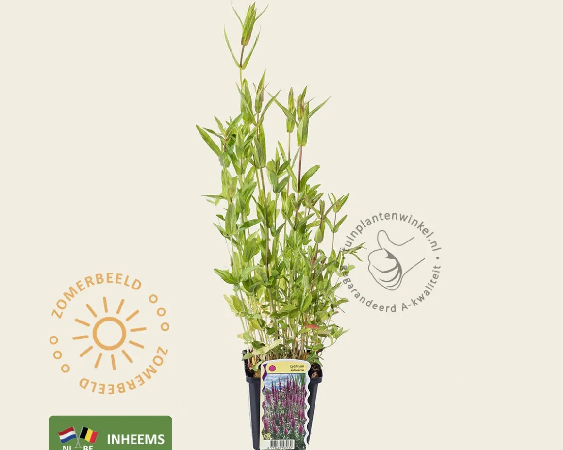 Lythrum salicaria