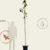 Magnolia 'Black Tulip' - hoogstam