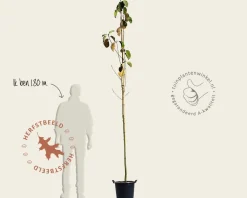 Magnolia 'Black Tulip' - hoogstam