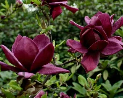 Magnolia 'Black Tulip' - hoogstam