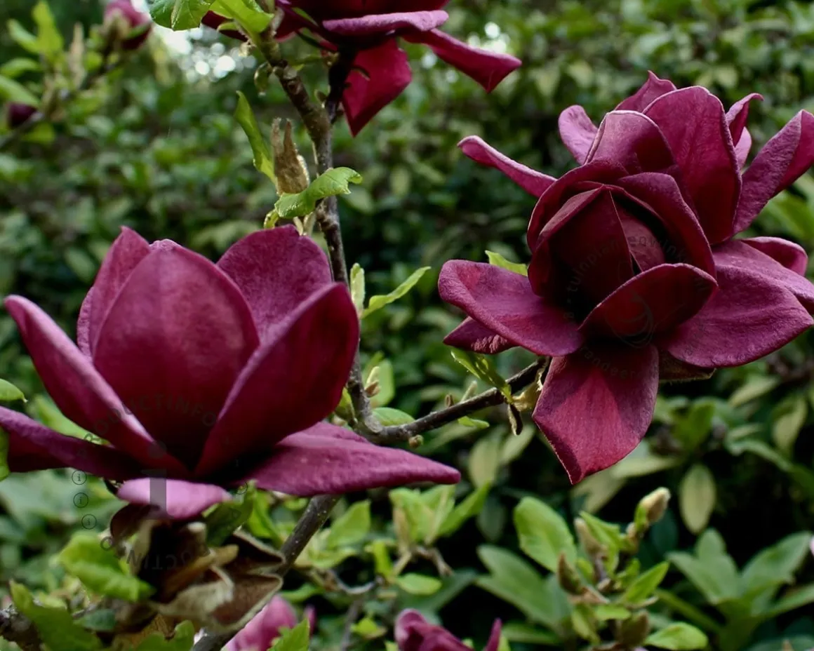 Magnolia 'Black Tulip' - hoogstam