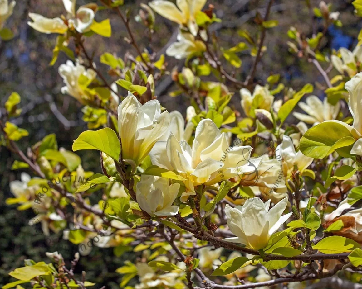 Magnolia brooklynensis 'Yellow Bird'
