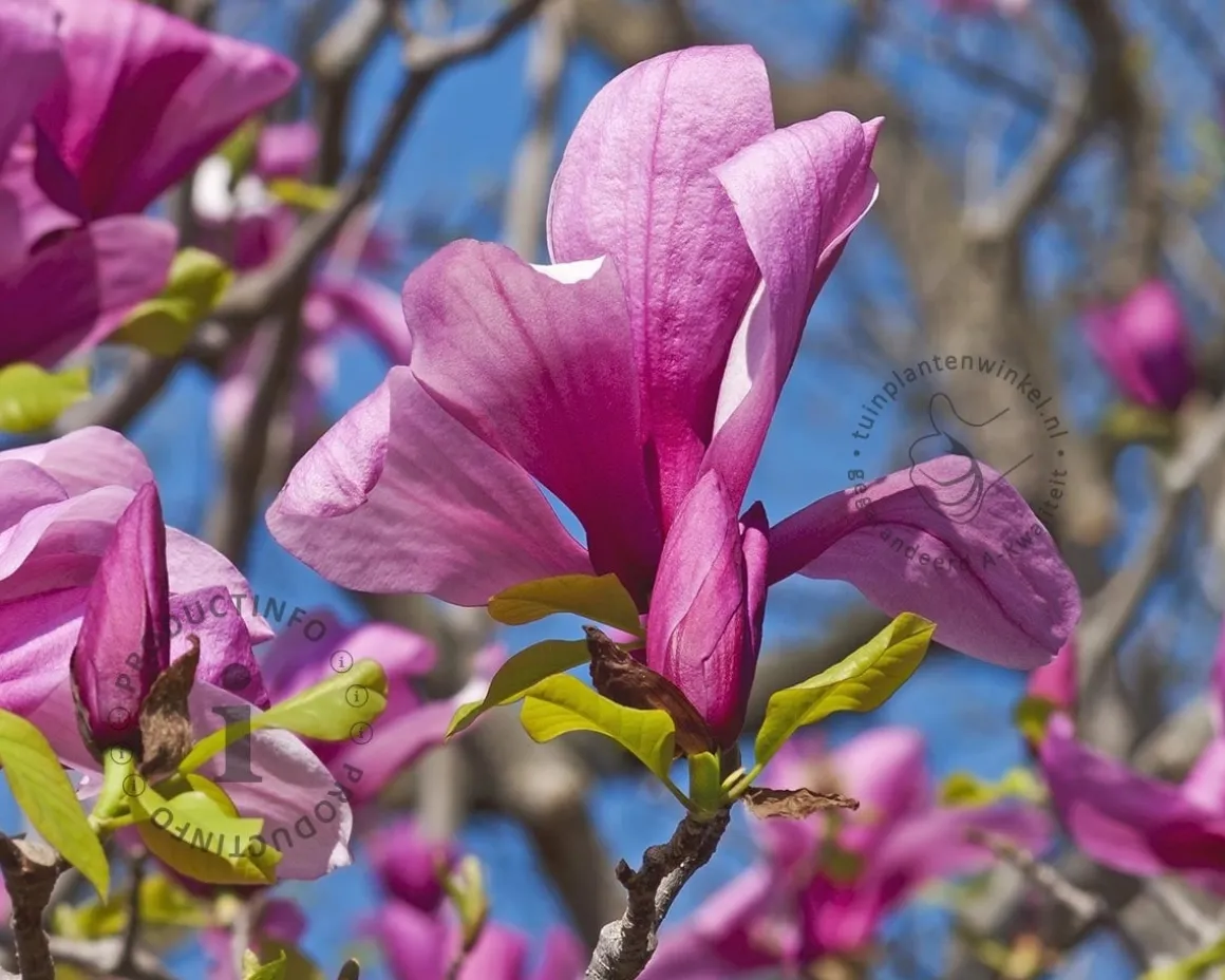 Magnolia 'Galaxy' - hoogstam