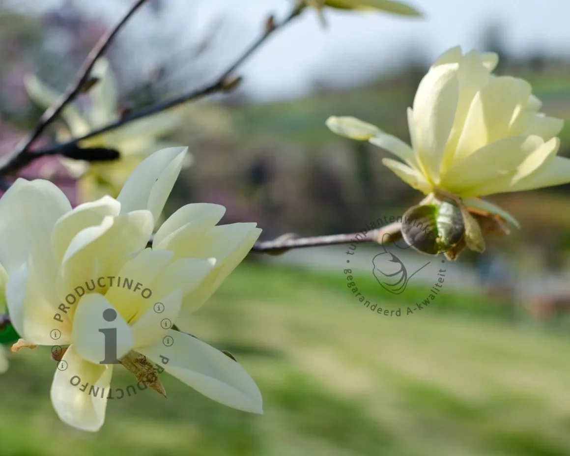 Magnolia 'Goldstar'
