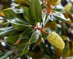 Magnolia grandiflora 60/80