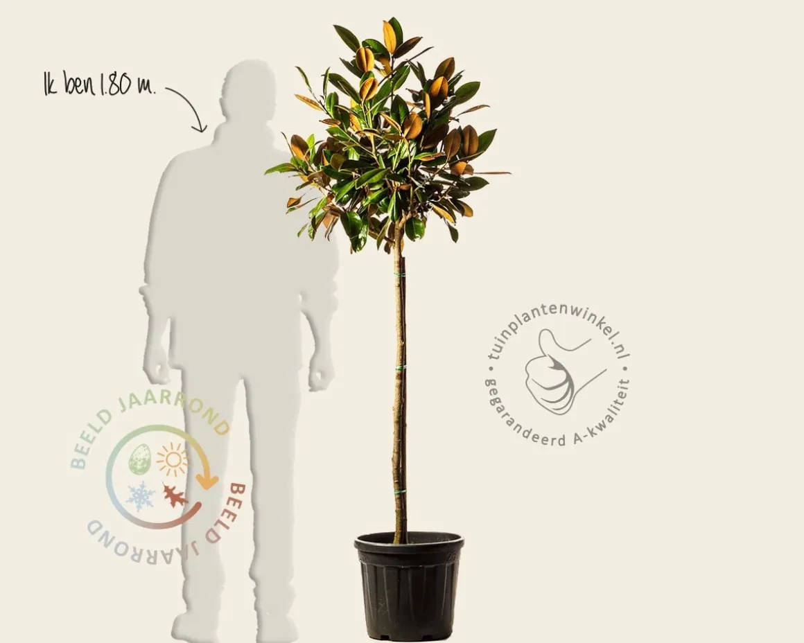 Magnolia grandiflora 'Ferruginea' - halfstam