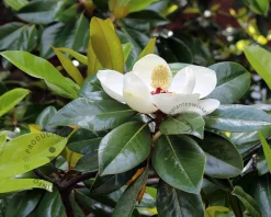 Magnolia grandiflora 'Ferruginea' - halfstam