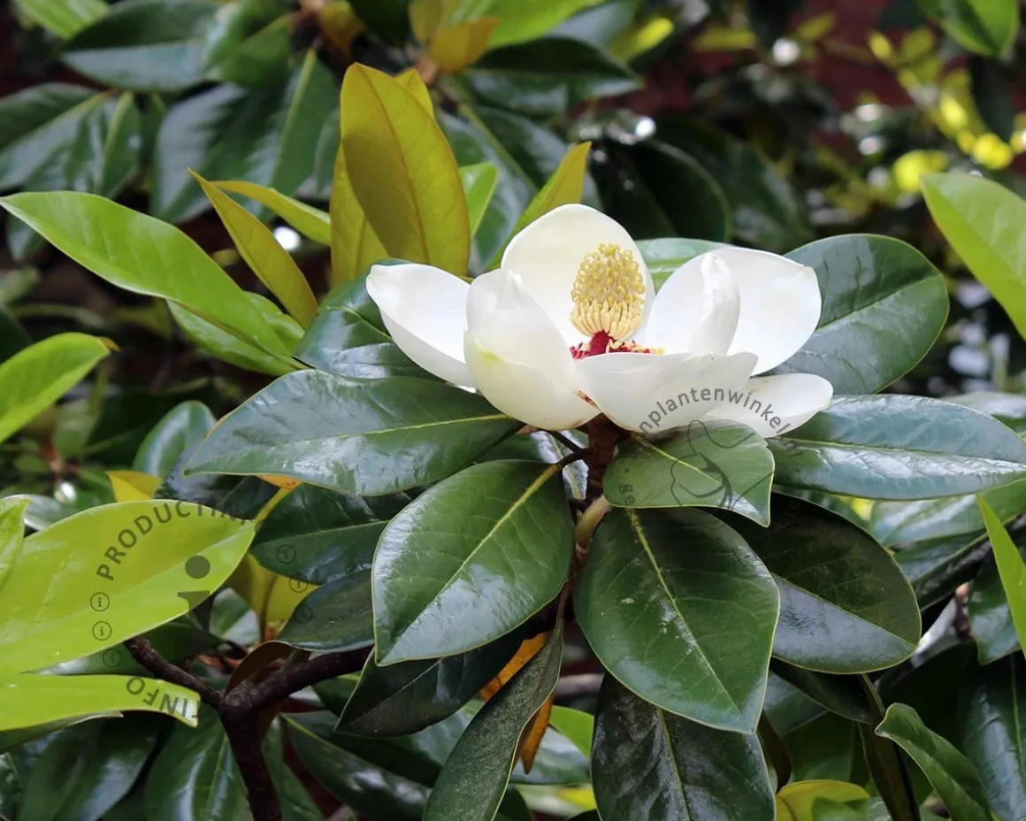Magnolia grandiflora 'Ferruginea' - halfstam