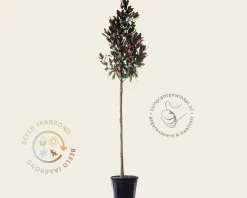 Magnolia grandiflora - hoogstam