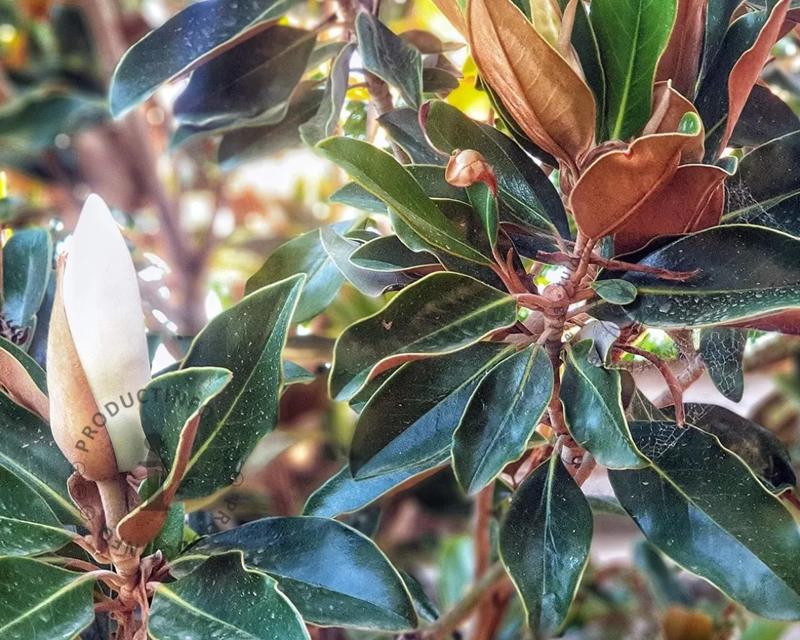 Magnolia grandiflora 'Little Gem' - op stam