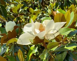 Magnolia grandiflora - XL