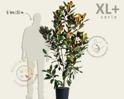 Magnolia grandiflora - XL+