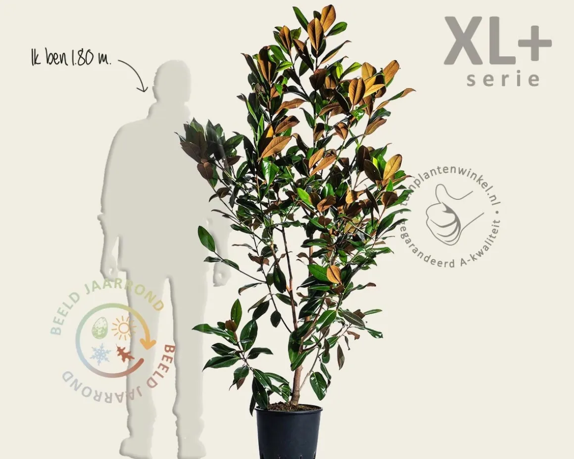 Magnolia grandiflora - XL+