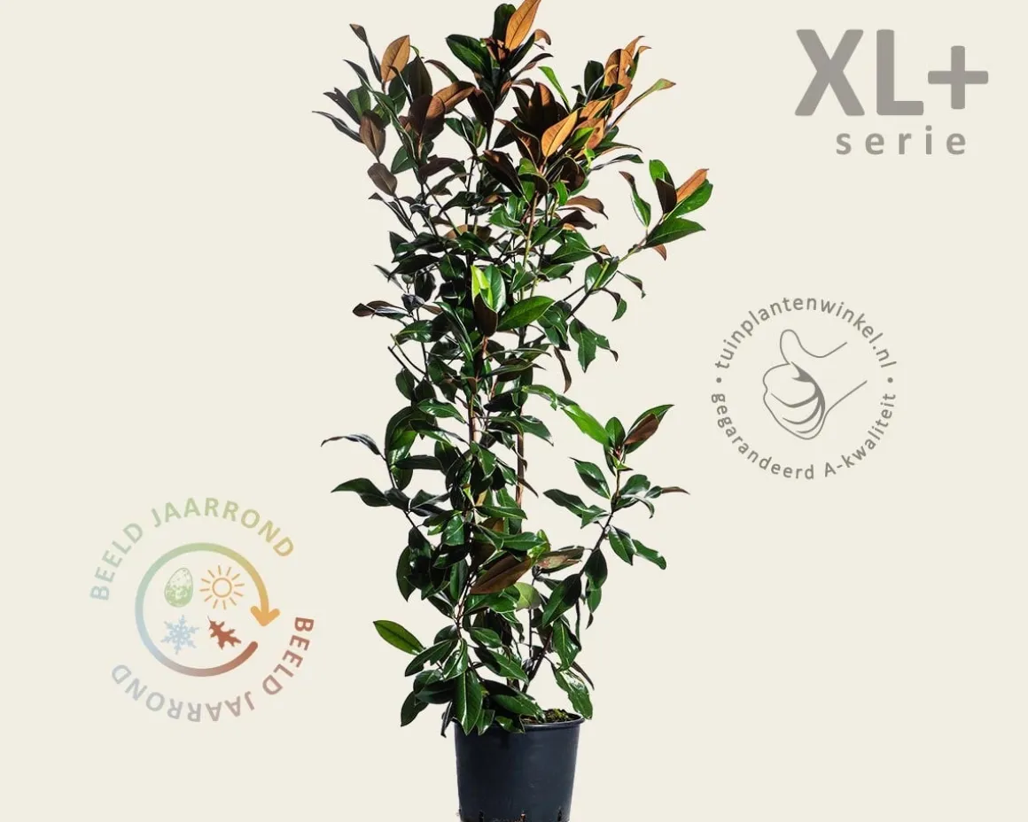 Magnolia grandiflora - XL+