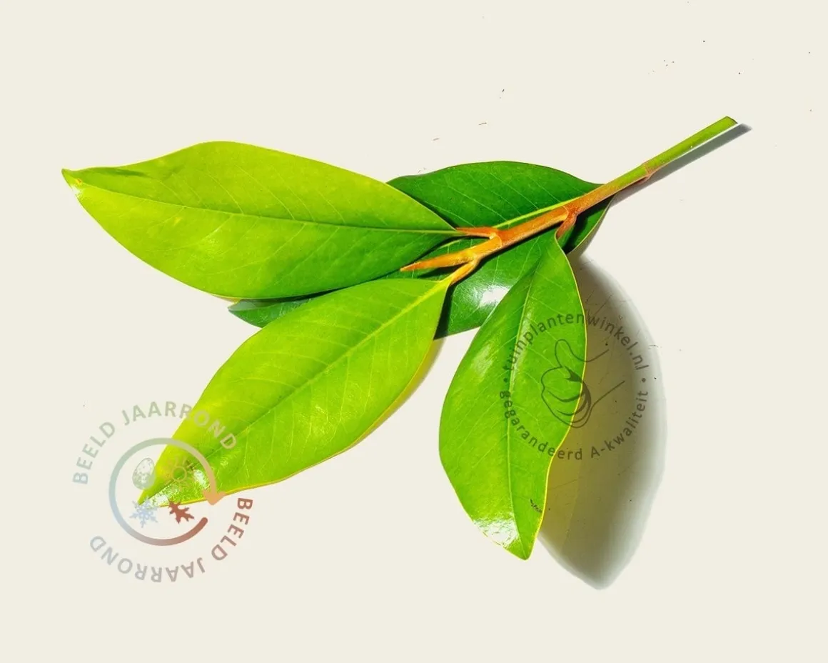 Magnolia grandiflora - XL+