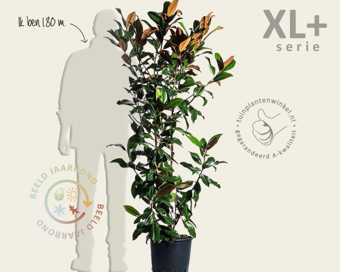 Magnolia grandiflora - XL+