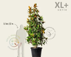 Magnolia grandiflora - XL+