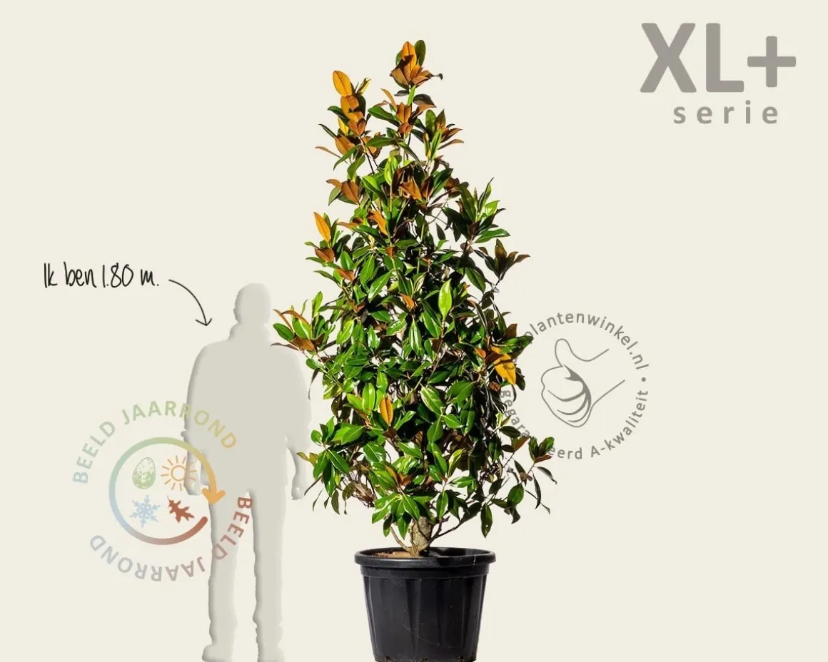 Magnolia grandiflora - XL+