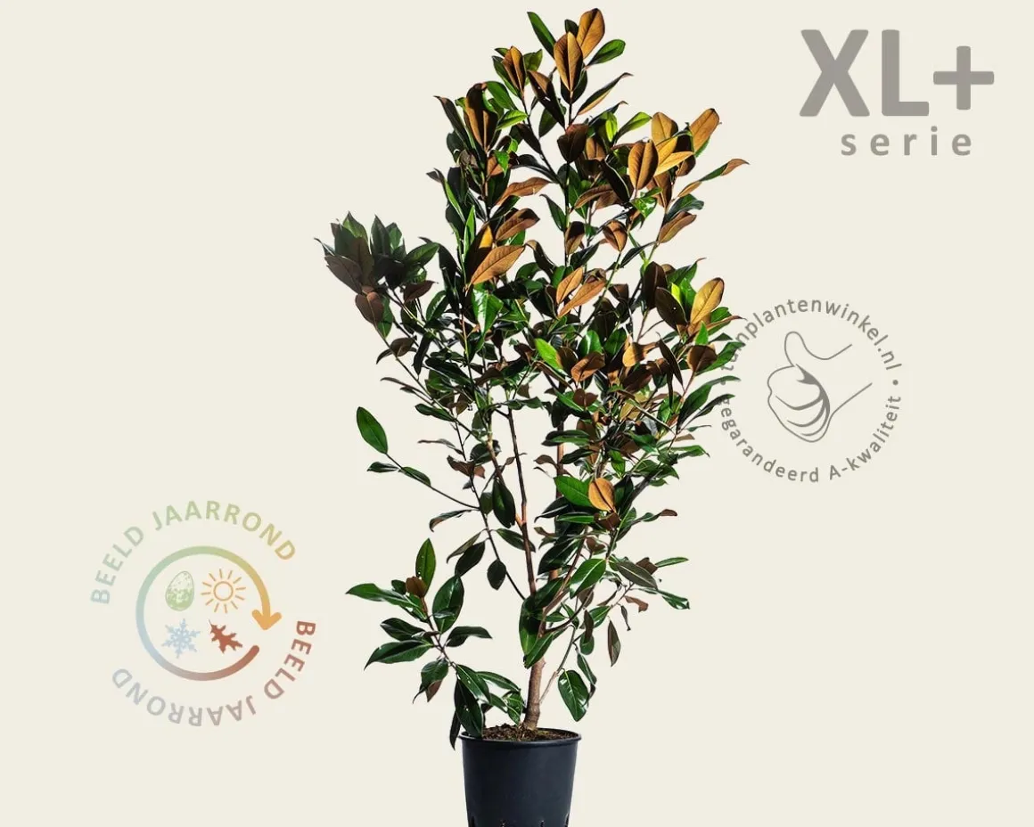 Magnolia grandiflora - XL+