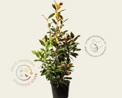 Magnolia grandiflora - XL+