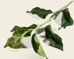 Magnolia 'Heaven Scent' - beveerd
