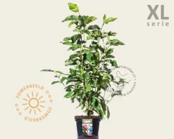 Magnolia 'Heaven Scent' - XL