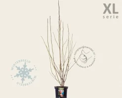 Magnolia 'Heaven Scent' - XL