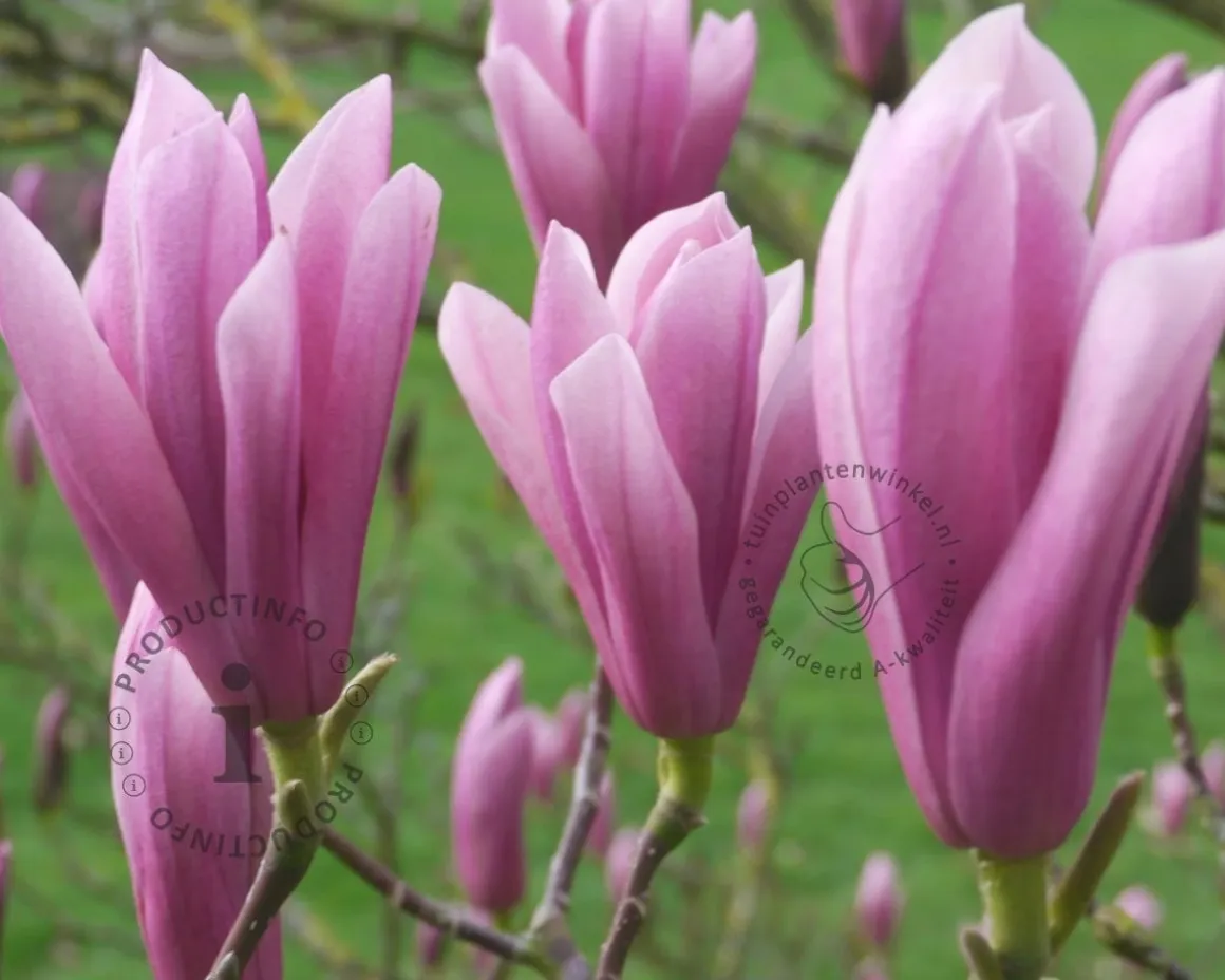 Magnolia 'Heaven Scent' - XL