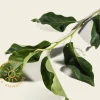 Magnolia 'Heaven Scent' - XL+