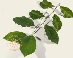 Magnolia kobus