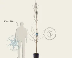 Magnolia kobus