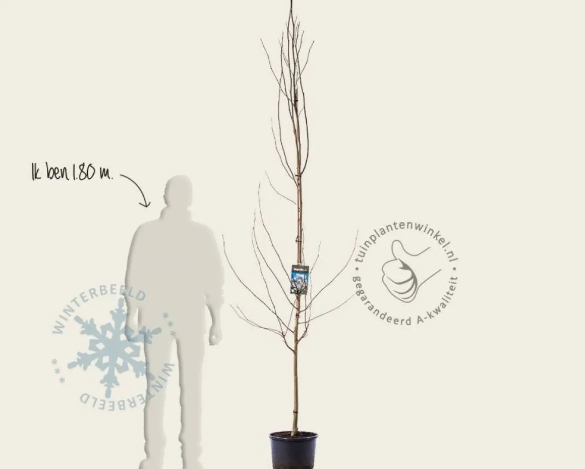 Magnolia kobus