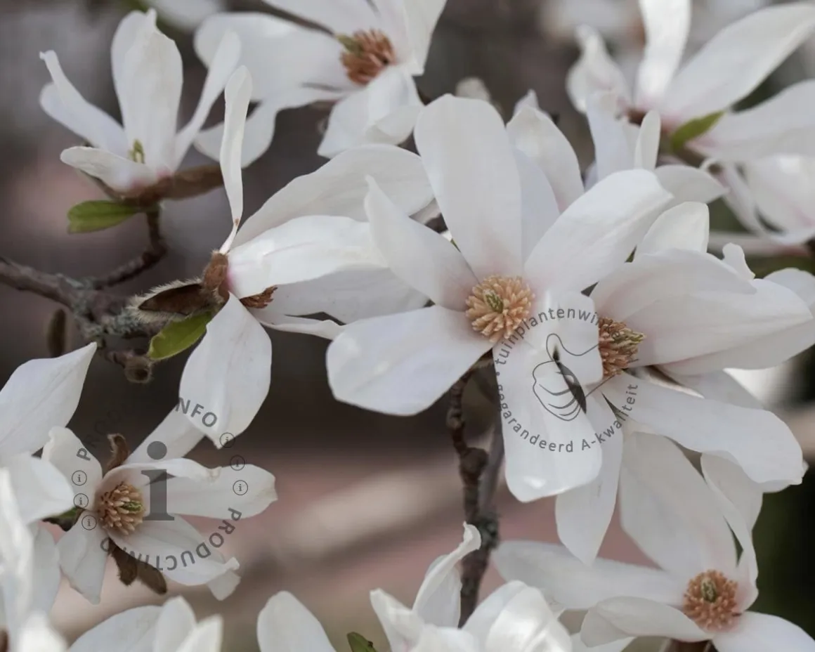Magnolia 'Kobus'