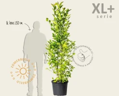 Magnolia kobus - XL+