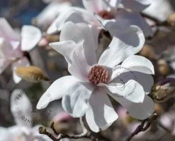 Magnolia loebneri 'Merrill' - beveerd