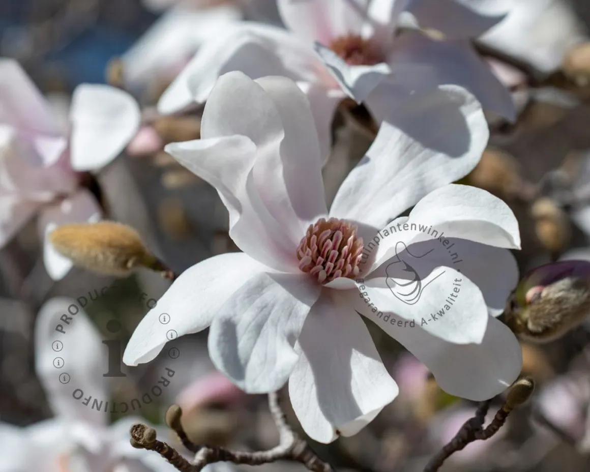 Magnolia loebneri 'Merrill' - beveerd
