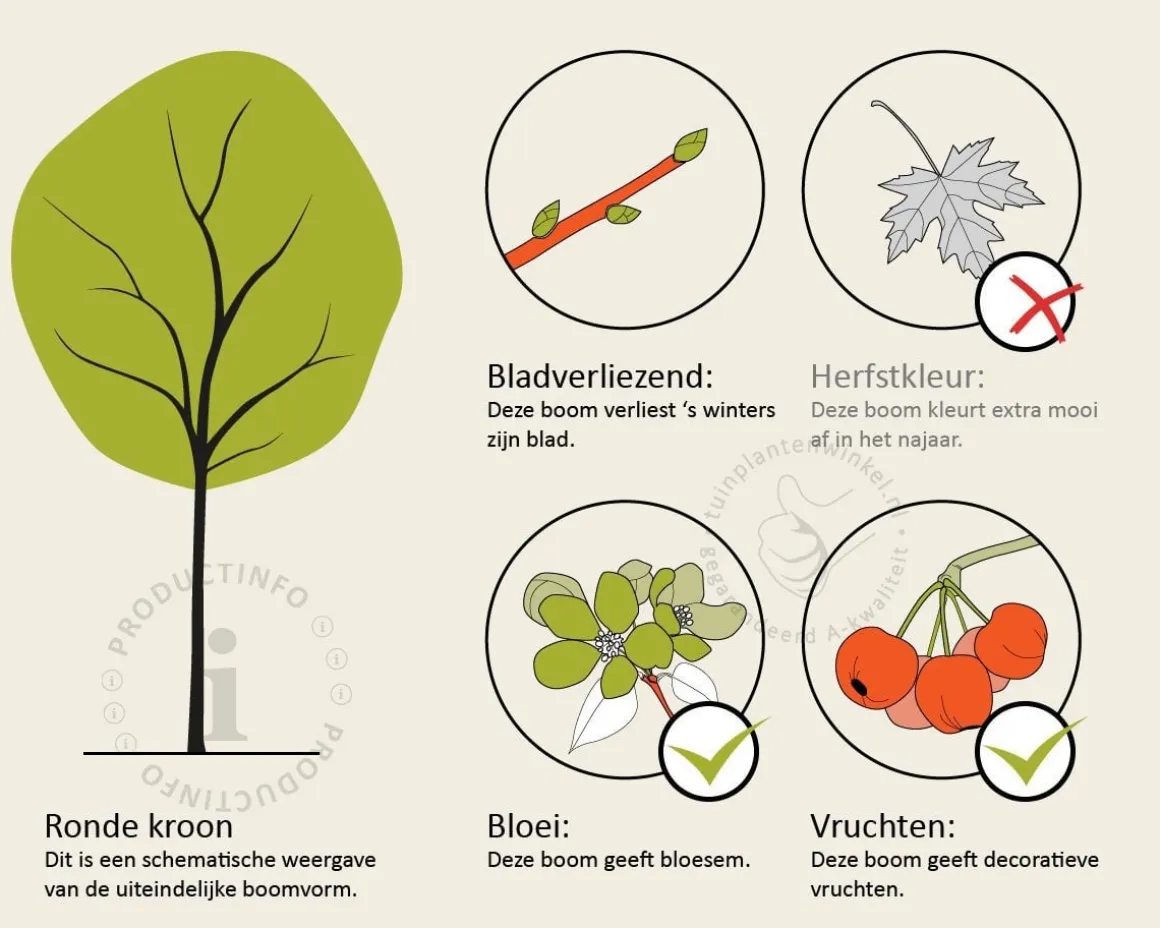 Magnolia loebneri 'Merrill' - hoogstam