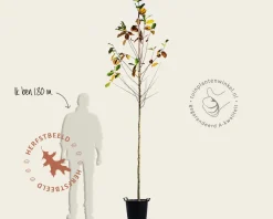 Magnolia loebneri 'Merrill' - hoogstam