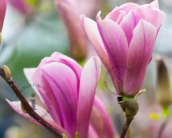 Magnolia 'Sentinel'