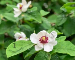 Magnolia sieboldii - XL