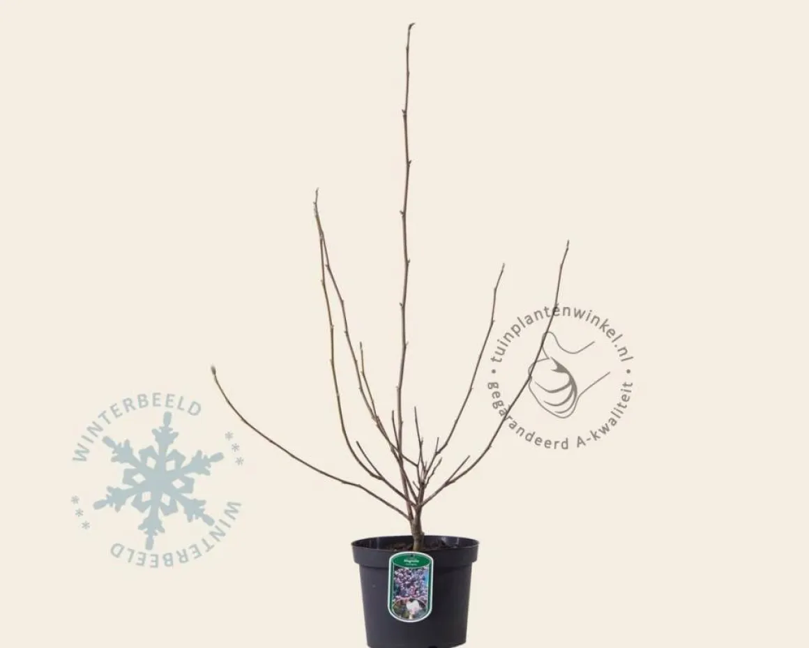 Magnolia soulangeana