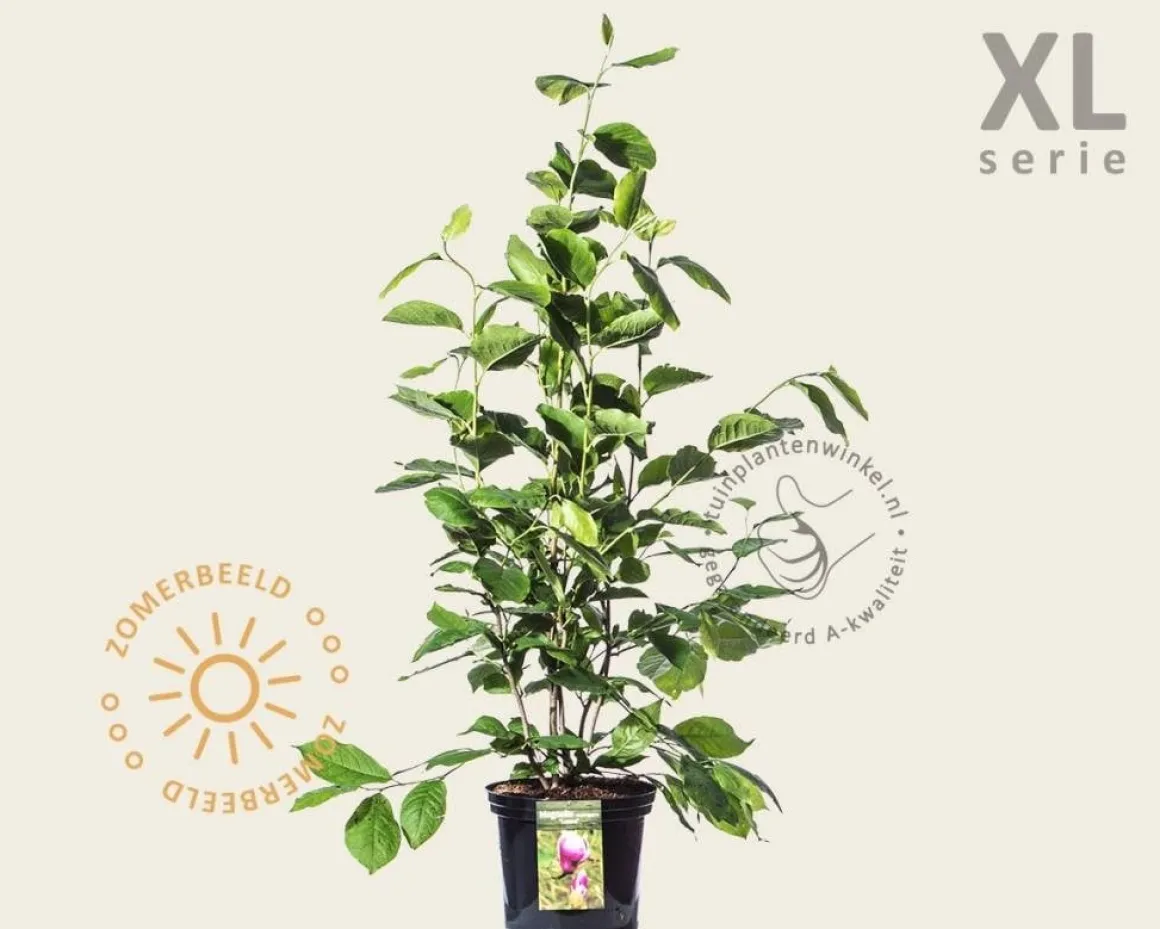 Magnolia soulangeana 'Lennei' - XL