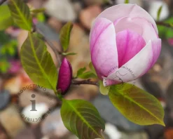Magnolia soulangeana 'Lennei' - XL+